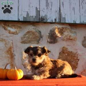 Uriella, Morkie / Yorktese Puppy